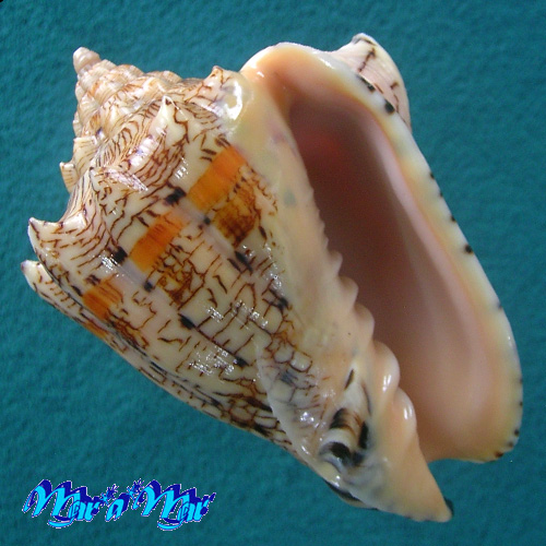 Voluta ebraea Linnaeus, 1758