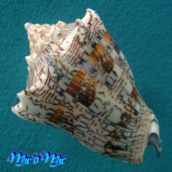 Alternative view of Voluta ebraea Linnaeus, 1758