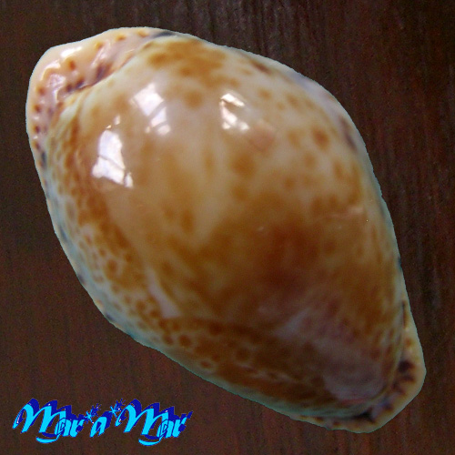 Cypraea spurca verdensium Melvill, 1888