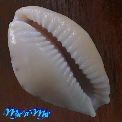 Cypraea spurca verdensium Melvill, 1888 - Imagem 2