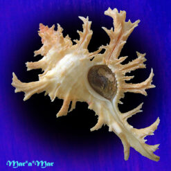 Chicoreus spectrum (Reeve, 1846)