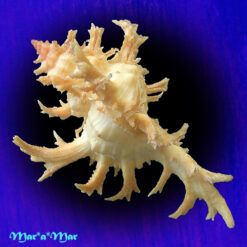 Alternative view of Chicoreus spectrum (Reeve, 1846)