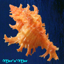 Alternative view of Chicoreus spectrum (Reeve, 1846)