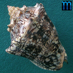 Alternative view of Voluta ebraea Linnaeus, 1758