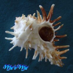 Homalocantha oxyacantha (Broderip, 1833)