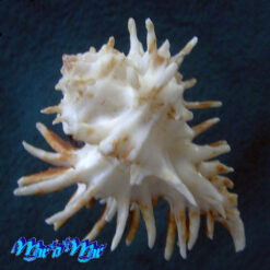 Alternative view of Homalocantha oxyacantha (Broderip, 1833)