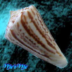Alternative view of Conus clerii Reeve, 1844