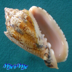 Voluta ebraea Linnaeus, 1758