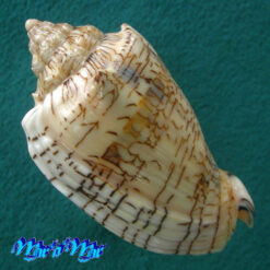 Alternative view of Voluta ebraea Linnaeus, 1758