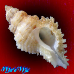 Favartia (Murixiella) cf. glypta (M. Smith, 1938)