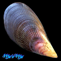 Aulacomya ater (Molina, 1782)