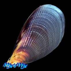 Alternative view of Aulacomya ater (Molina, 1782)