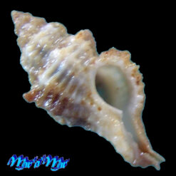 Favartia (Murixiella) glypta (M. Smith, 1938)