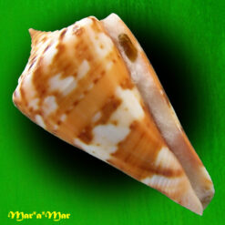 Conus carioca Petuch, 1986