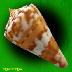 Alternative view of Conus carioca Petuch, 1986