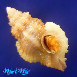 Favartia aff. varimutabilis Houart, 1991