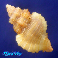 Alternative view of Favartia aff. varimutabilis Houart, 1991