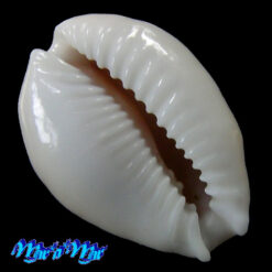 Alternative view of Cypraea (Erosaria) cf. acicularis acicularis Gmelin, 1791