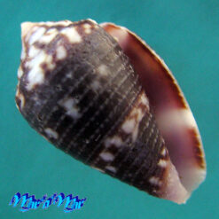 Conus hieroglyphus Duclus, 1833