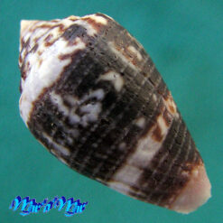 Alternative view of Conus hieroglyphus Duclus, 1833