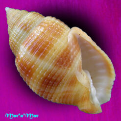 Cancellaria cf. petuchi H. ,P & Verhecken, 1992