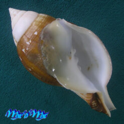 Turbinella laevigata Anton, 1839