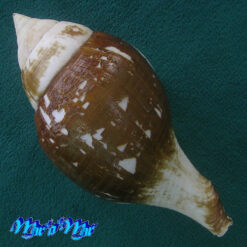 Alternative view of Turbinella laevigata Anton, 1839