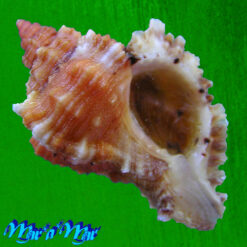 Phyllonotus occulatus (Reeve, 1845)