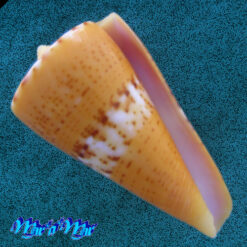 Conus worki Petuch, 1998