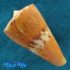 Alternative view of Conus worki Petuch, 1998