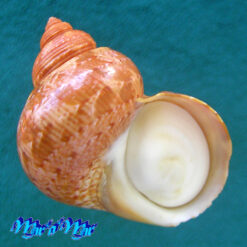 Turbo canaliculatus Hermann, 1781