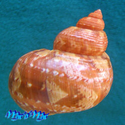 Alternative view of Turbo canaliculatus Hermann, 1781