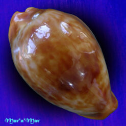 Cypraea (Propustularia) surinamensis ( Perry, 1811)