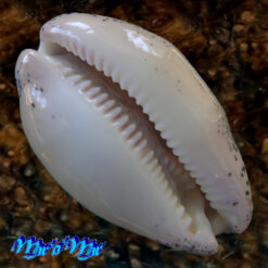 Cypraea (Luria) cinerea brasiliensis L. H., 1993