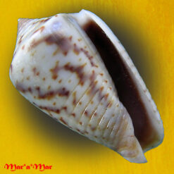 Conus puncticulatus cardonensis Cargilei, 1997