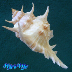 Alternative view of Siratus tenuivaricosus (Dautzenberg, 1927)