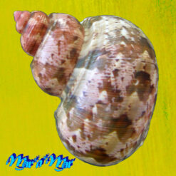 Alternative view of Turbo canaliculatus Hermann, 1781