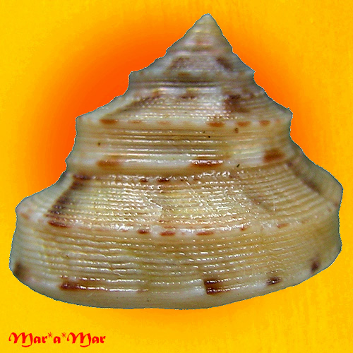 Calliostoma rota Quinn, 1992 - Imagem 2