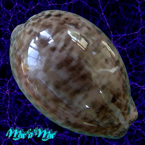 Cypraea (Luria) cinerea brasiliensis L. H., 1993