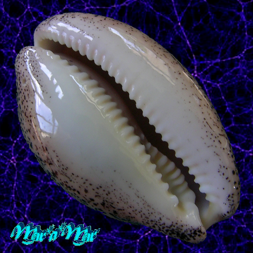 Cypraea (Luria) cinerea brasiliensis L. H., 1993 - Imagem 2