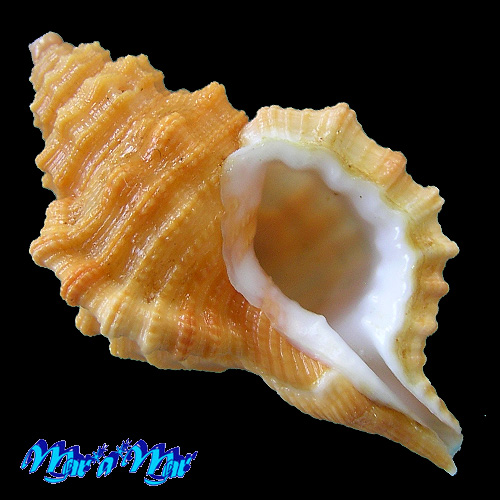 Cabestana felipponei (Ihering, 1907)