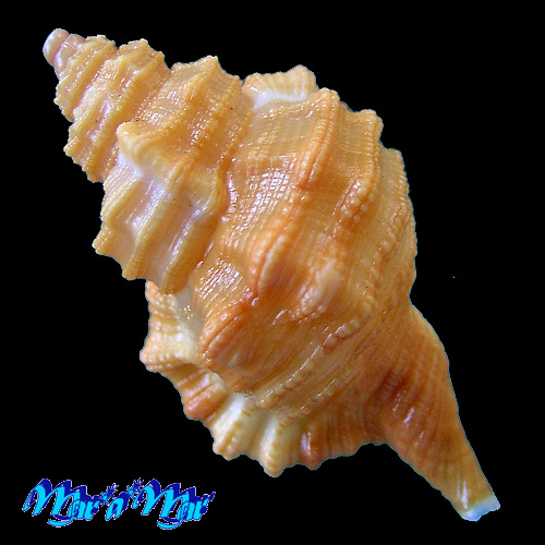 Cabestana felipponei (Ihering, 1907) - Imagem 2