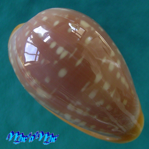 Bullata largillierti (Kiener, 1834) - Imagem 2