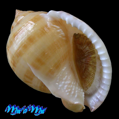 Semicassis granulata (Gmelin, J.F., 1791)