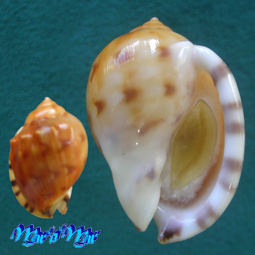 Semicassis labiata iheringi (Carcelles, 1953)