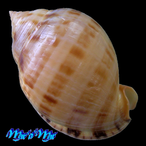 Semicassis granulata (Gmelin, J.F., 1791) - Imagem 2