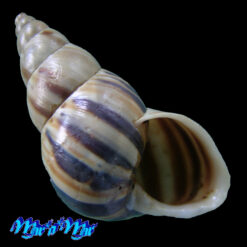 Drymaeus sp.