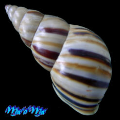 Drymaeus sp. - Imagem 2