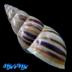 Drymaeus sp. - Imagem 3