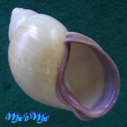 Porphyrobaphe iostoma bilabratus H.A. Pilsbry, 1899